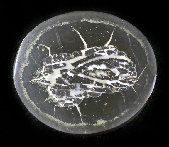 Polished Fish Coprolite (Fossil Poo) - Scotland #24537